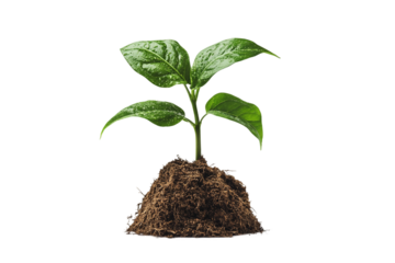 Metaphoric imagery of financial success and growth isolated on transparent background