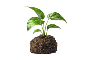 Investment metaphor illustrating wealth accumulation isolated on transparent background