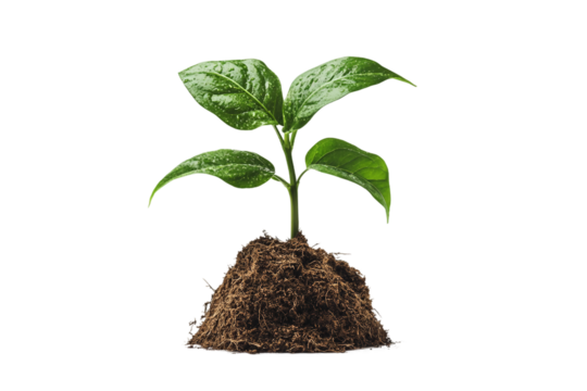 Metaphoric imagery of financial success and growth isolated on transparent background