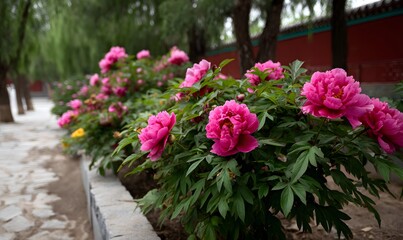 Luoyang Peony Garden, red like a fire, green like jade condensation, black like ink shadow hidden charm