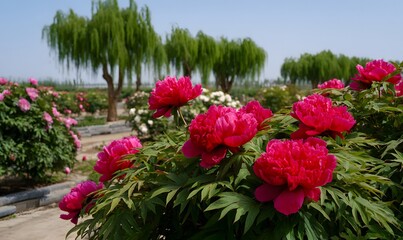 Luoyang Peony Garden, red like a fire, green like jade condensation, black like ink shadow hidden charm