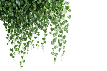 Lush trailing plant with abundant green leaves isolated on transparent background