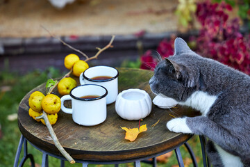 Curious gray and white cat exploring a rustic wooden table with two enamel mugs of tea, quince fruits, and a candle holder. Cozy outdoor autumn scene with warm seasonal atmosphere