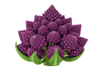 Isolated fresh vibrant purple Romanesco broccoli with unique fractal florets and green leaves healthy raw vegetable food ingredient