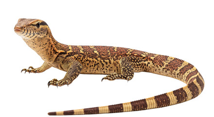 Naklejka premium Ackie Monitor with transparent png background