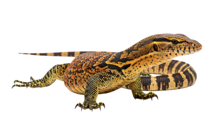 Ackie Monitor with transparent png  background