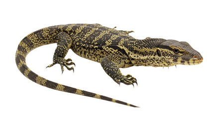 Fototapeta premium Ackie Monitor with transparent png background