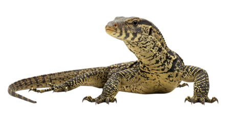 Ackie Monitor with transparent png  background