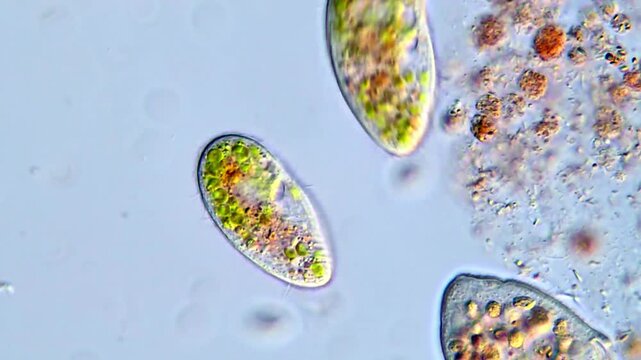 Movement of Green protozoa under microscope 