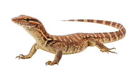 Fototapeta premium Ackie Monitor with transparent png background