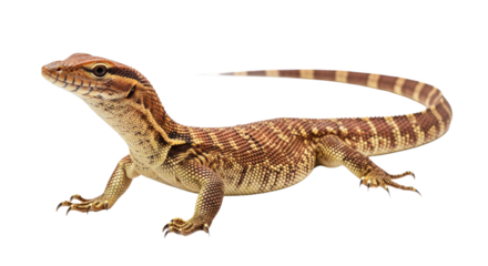 Ackie Monitor with transparent png  background