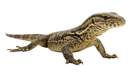 Obraz premium Ackie Monitor with transparent png background