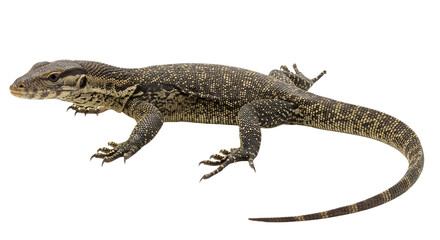 Naklejka premium Ackie Monitor with transparent png background