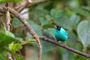 Green honeycreeper (Chlorophanes spiza) on branch, Mindo, Ecuador.