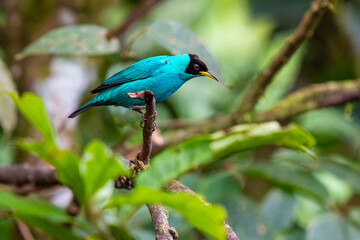 Green honeycreeper (Chlorophanes spiza), Mindo, Ecuador.