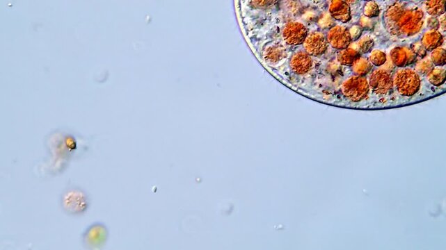 Movement of microorganism under microscope, 4K Video 