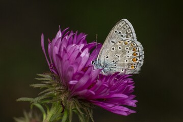 Buttercup butterfly on autumn rose