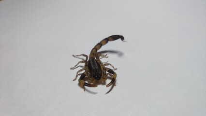 Scorpion with raised tail and visible pincers stands on plain white surface, showcasing its defensive posture. image highlights scorpion segmented body and natural coloration