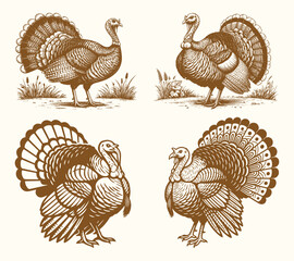Turkey Chicken Realistic Vector Illustration
