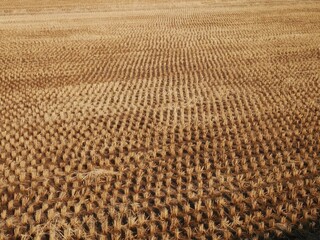 wheat field background
