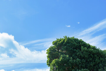 太陽の光が綺麗な新緑の木と青空