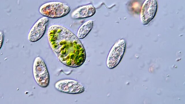 Movement of microorganism under DIC microscopy, 4K Video 