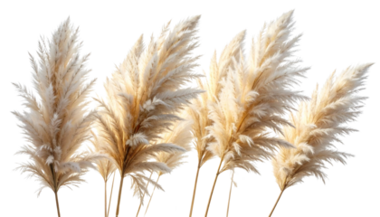 Golden ripe ears of wheat isolated on white, symbolizing a summer harvest of natural grain from the farm field