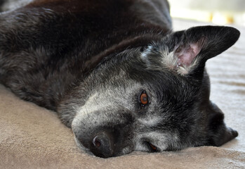 Black large gray-haired old dog lying on a bed

