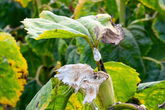 Pflanzensch&auml;dling Schaumzikade an einer Sonnenblume