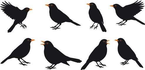 Obraz premium Blackbird illustration set, perched and flying poses, orange beak songbird vector, stylized wildlife artwork, nature design element, animal graphic art