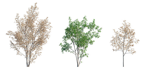 Amelanchier lamarckii small tree or shrub (Snowy Mespilus or Juneberry) isolated png on a transparent background premium cutout