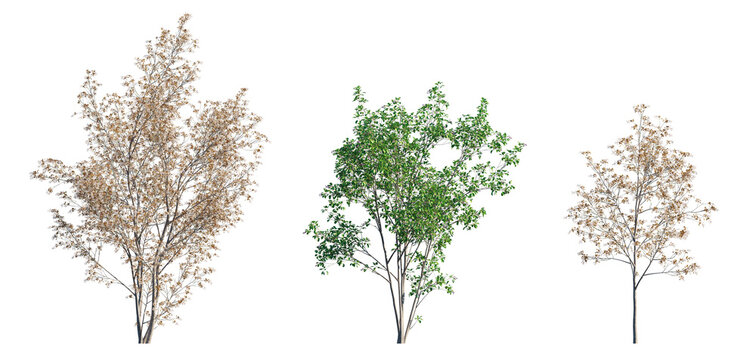 Amelanchier lamarckii small tree or shrub (Snowy Mespilus or Juneberry) isolated png on a transparent background premium cutout