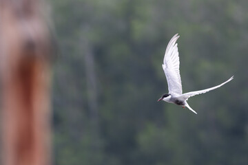 Gull-billed tern migratory birds flying in the wetlands of Malaysia