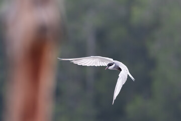 Gull-billed tern migratory birds flying in the wetlands of Malaysia