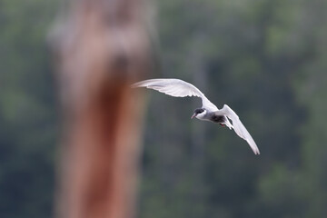 Gull-billed tern migratory birds flying in the wetlands of Malaysia