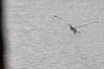 Gull-billed tern migratory birds flying in the wetlands of Malaysia