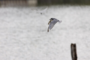 Gull-billed tern migratory birds flying in the wetlands of Malaysia
