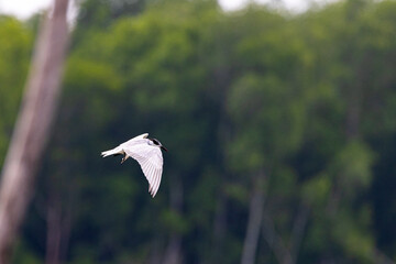 Gull-billed tern migratory birds flying in the wetlands of Malaysia