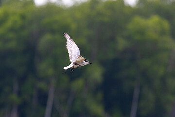 Fototapeta premium Gull-billed tern migratory birds flying in the wetlands of Malaysia