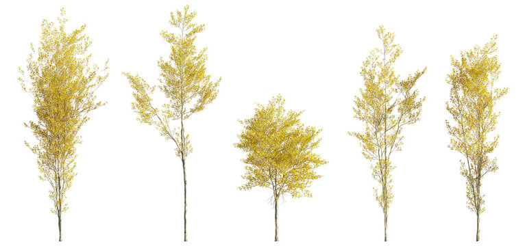 Populus alba tree in Autumn: White Bark and Golden Foliage. Isolated png on transparent background premium nature cutout (White Poplar or Silver Poplar)