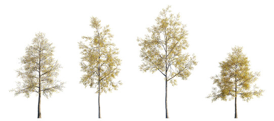 Quercus phellos in Autumn: Willow Oak with Golden-Yellow Fall Foliage. Isolated png tree on a...