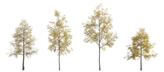 Quercus phellos in Autumn: Willow Oak with Golden-Yellow Fall Foliage. Isolated png tree on a transparent background premium nature cutout
