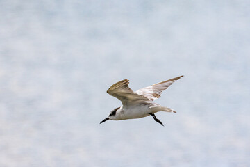 Gull-billed tern migratory birds flying in the wetlands of Malaysia