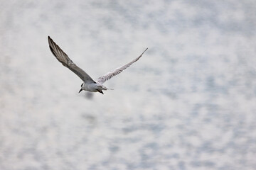 Gull-billed tern migratory birds flying in the wetlands of Malaysia