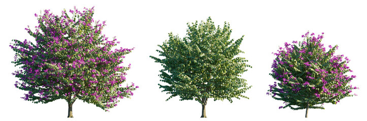 Obraz premium Bauhinia purpurea tree isolated png on transparent background premium nature cutout (Purple Orchid Tree or Butterfly Tree)