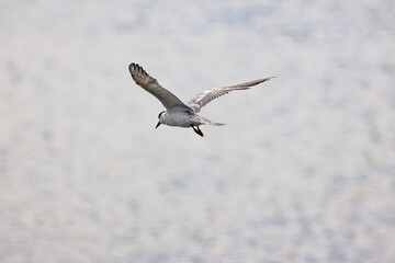 Gull-billed tern migratory birds flying in the wetlands of Malaysia