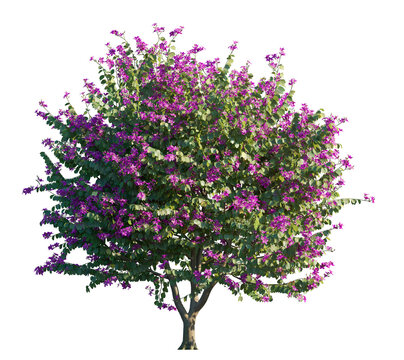 Bauhinia purpurea tree isolated png on transparent background premium nature cutout (Purple Orchid Tree or Butterfly Tree)