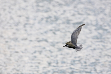 Gull-billed tern migratory birds flying in the wetlands of Malaysia