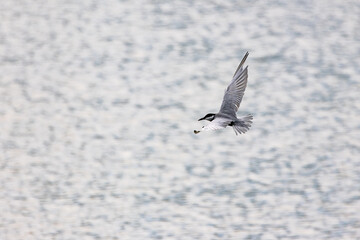 Gull-billed tern migratory birds flying in the wetlands of Malaysia