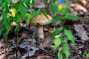 Wild mushroom growing among green forest vegetation and fallen leaves on woodland floor during summer season. Concept of forest ecology, natural biodiversity and fungal ecosystem discoveries.